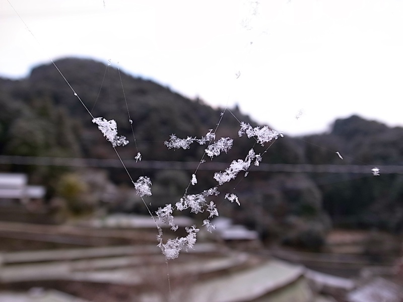 蜘蛛の巣に雪。