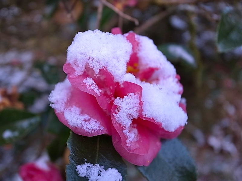 雪の山茶花。