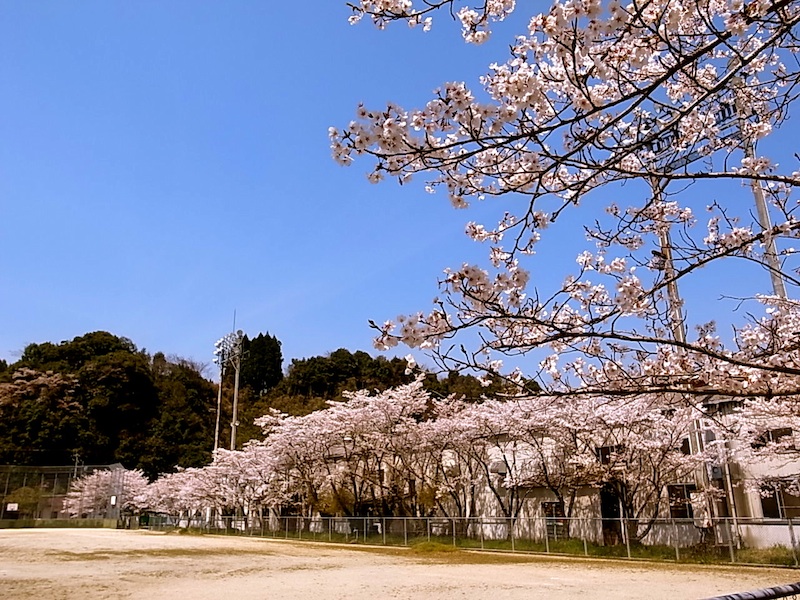 桜の園。
