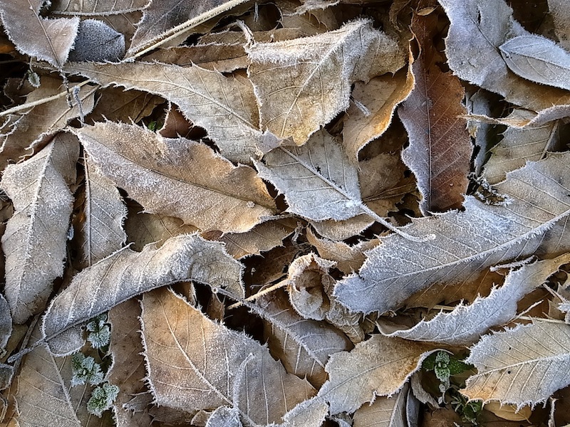 クヌギの葉に霜。