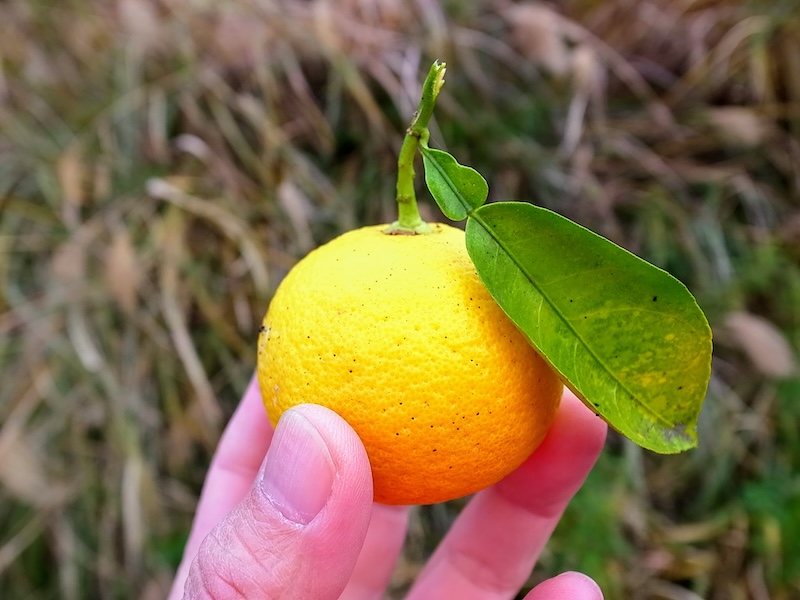 香りがするような。